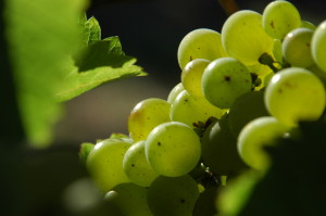 grapes-8-1325090