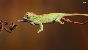 chameleon_adaptation